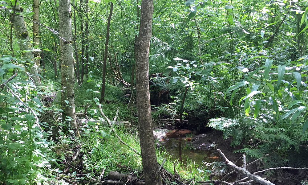 The North Fork of Johnson Creek passes through the Dianna Pope Natural Area