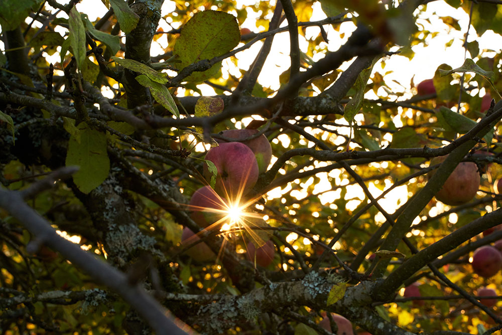 Mainstem orchard apple trees