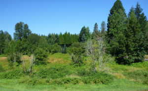 Before restoration, the site is filled with invasive weeds.