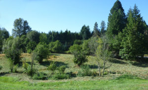 During restoration, weeds have been cleared.