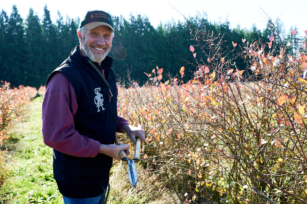 Pruning blueberry bushes at Gordon Creek Farm