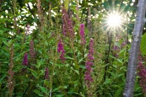 A view of the maturing plantings on the property