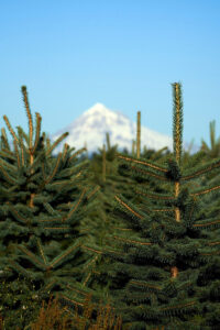 View of nursery stock in the foreground and Mt. Hood behind from 322nd Avenue Farm