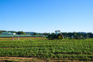 A sunny day, parsley and brussel sprouts at Big Creek Farm. In the field a tractor sits