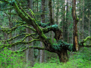 a lush forest, in the foreground there is a large tree with curving branches covered with moss and ferns
