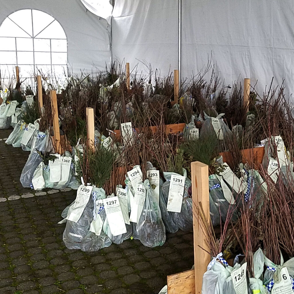 tent with bagged orders of bare root native plants in piles, with the stems poking out of the various order bags